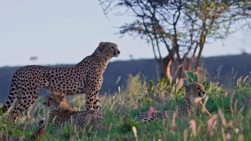 A graceful cheetah prowling through the savanna, showcasing its speed, stealth, and elegance. A powerful wildlife video of the world’s fastest land animal in its natural habitat.