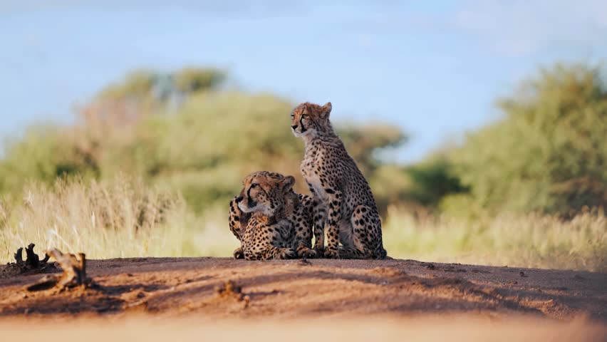A graceful cheetah prowling through the savanna, showcasing its speed, stealth, and elegance. A powerful wildlife video of the world’s fastest land animal in its natural habitat.