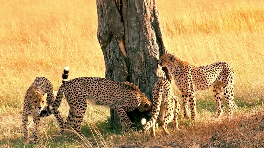 A graceful cheetah prowling through the savanna, showcasing its speed, stealth, and elegance. A powerful wildlife video of the world’s fastest land animal in its natural habitat.