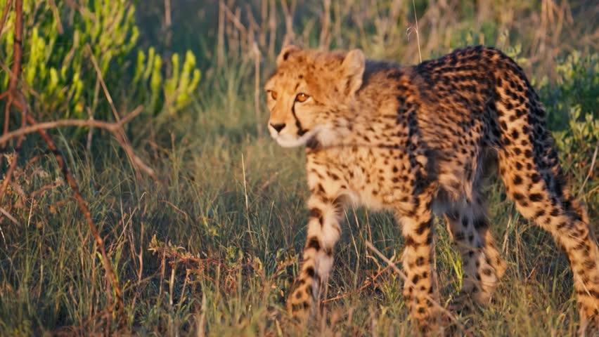 A graceful cheetah prowling through the savanna, showcasing its speed, stealth, and elegance. A powerful wildlife video of the world’s fastest land animal in its natural habitat.