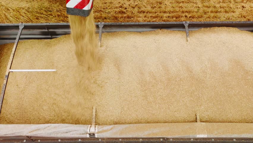 Golden wheat grains cascading from harvester pipe, filling truck trailer during harvesting process across cultivated agricultural landscape