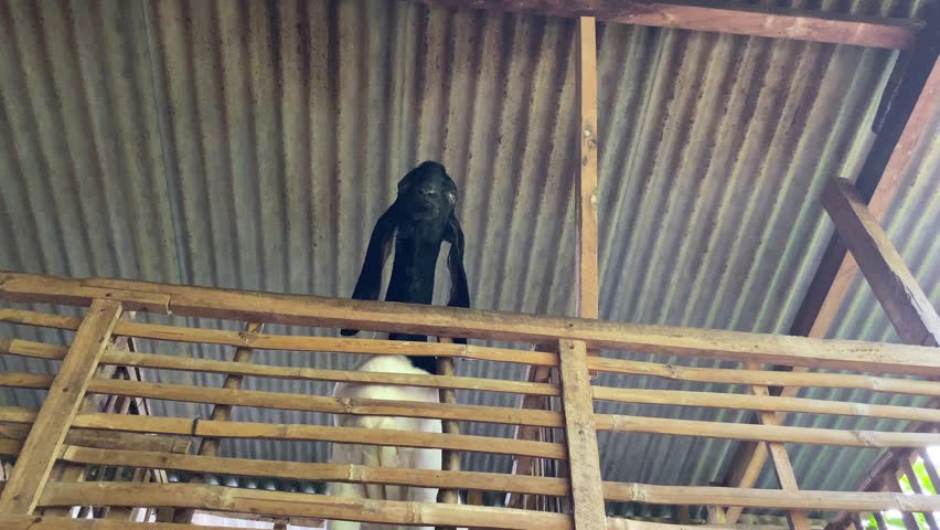 A goat with white and black fur, stand up and show up his head from bamboo cage