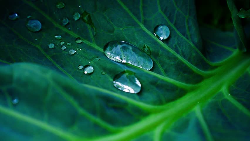 Water droplets glistening on emerald green leaf surface, capturing delicate light reflections and natural moisture with intricate surface tension details
