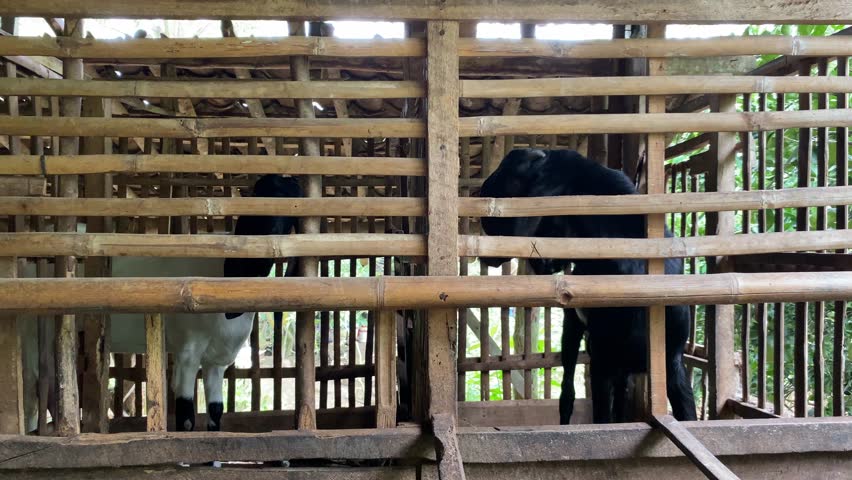 Two goats inside traditional bamboo cage