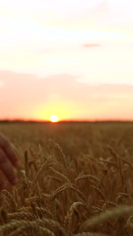 Handshake, joint work of people. Partners agreed concluding deal, sign of consent to shake hands. Business people shake hands outdoor in sun. Business teamwork. Male farmers shaking hands, wheat field