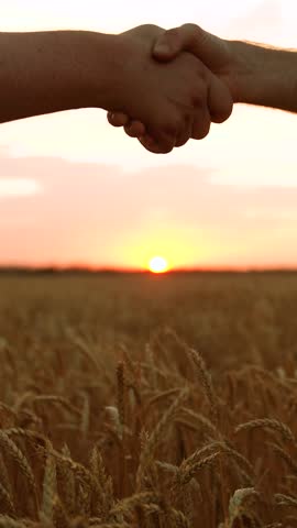 Handshake, joint work of people. Partners agreed concluding deal, sign of consent to shake hands. Business people shake hands outdoor in sun. Business teamwork. Male farmers shaking hands, wheat field