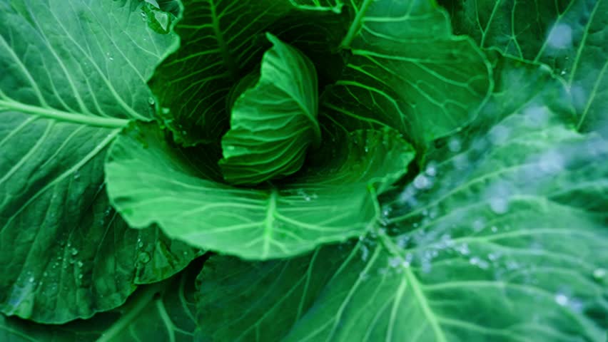 Fresh, vibrant green cabbage leaf receiving targeted water droplets, nourishing plant tissues and supporting optimal growth in agricultural cultivation process