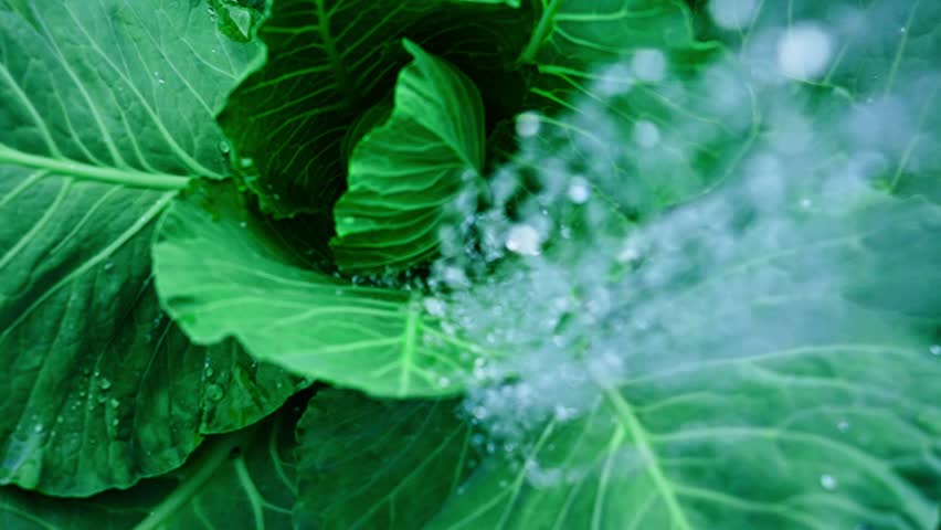 Fresh, vibrant green cabbage leaf receiving targeted water droplets, nourishing plant tissues and supporting optimal growth in agricultural cultivation process