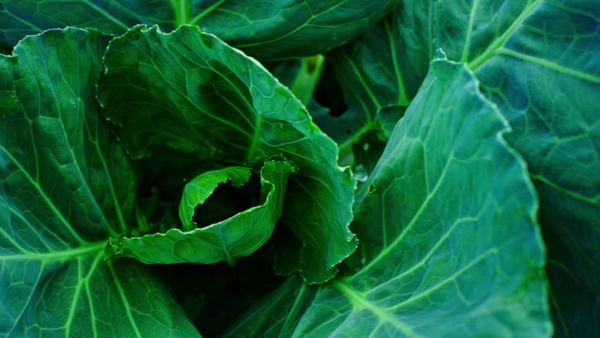 Pristine water droplets sprinkling over vibrant green cabbage leaf, creating refreshing hydration during agricultural growth cycle with delicate moisture and natural vitality