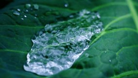 Crystalline ice gradually melting on verdant leaf surface, revealing intricate patterns and delicate transformative textures under natural light - Powered by Shutterstock - Get 15% off with code: PIKWIZARD15