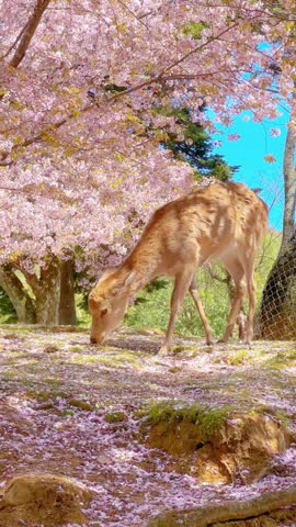 Deer Grazing Beneath Cherry Blossom Trees in Nara Park, Japan