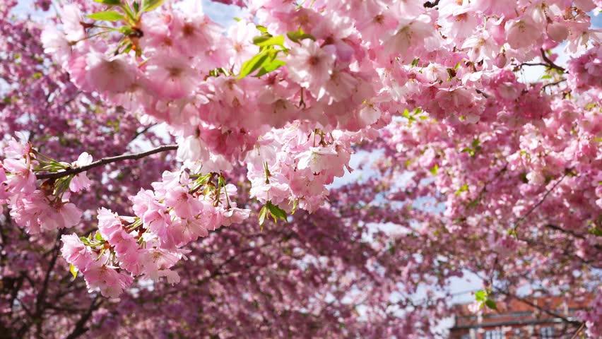 Pink cherry blossoms in full bloom with sunlight filtering through branches. The camera pans or tilts slightly, capturing intricate floral details.