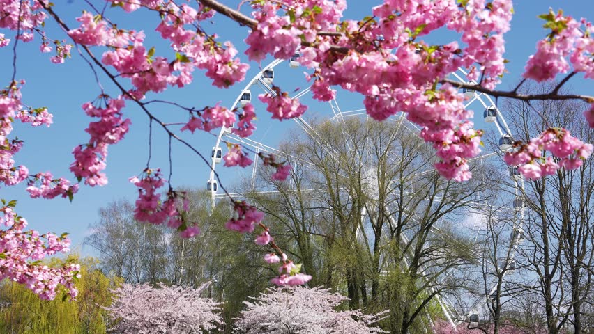 Blooming cherry blossoms with pink flowers, a Ferris wheel in the background, and people walking, cycling, and gathering in Riga Victory Park.