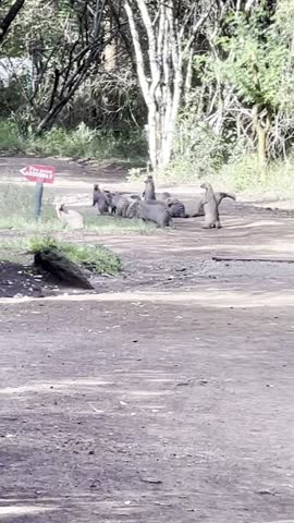 Meerkats standing up investigating the bush before entering at the campsite 
