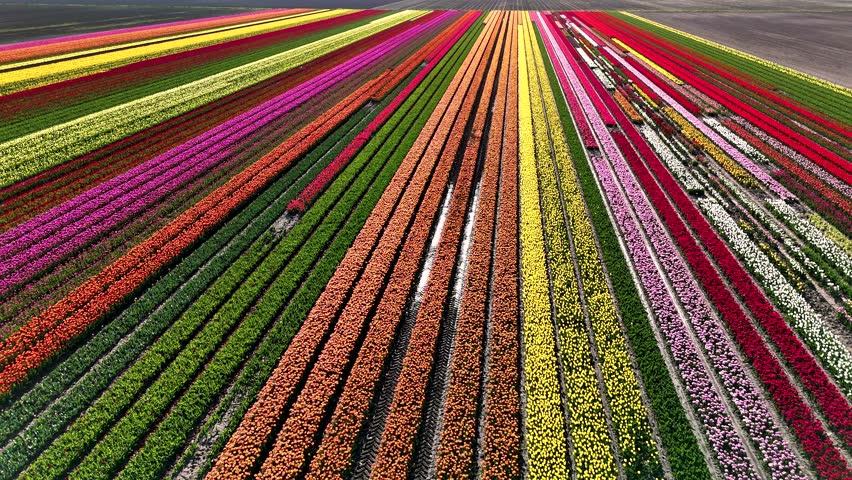 Spring brings a spectacular display of tulip flowers across the fields of Flevoland in the Netherlands. A mesmerizing landscape features rows of colorful blooms in full bloom, attracting visitors.