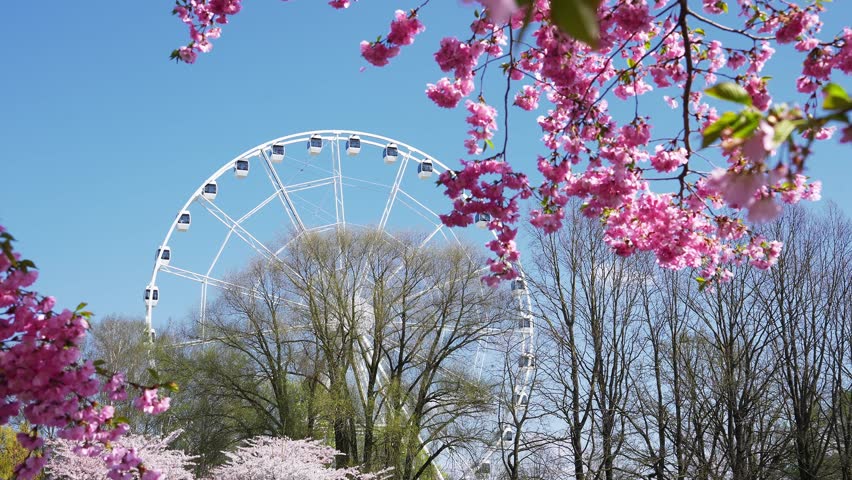 Cherry blossoms sway gently in the breeze at Riga Victory Park, with a Ferris wheel in the background and people walking under a clear blue sky.
