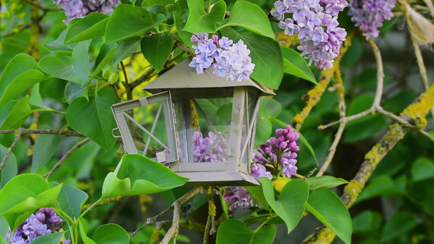 Great tit bird (parus major) hops around for food and finds peanut in lantern decoration bird feeder surrounded by blooming lilac flowers in spring.