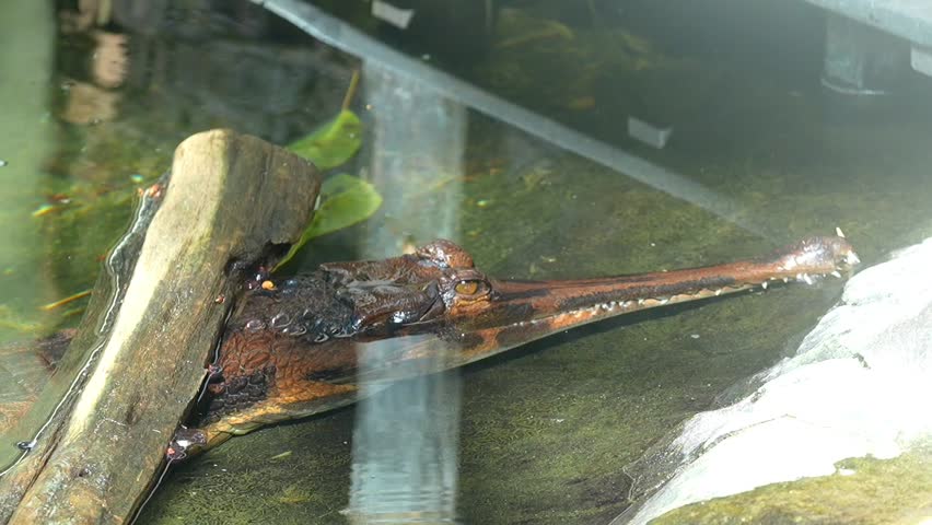 Indian Gharial (Gavialis gangeticus) Resting by Riverbank – Slow Motion 120fps 4K Footage