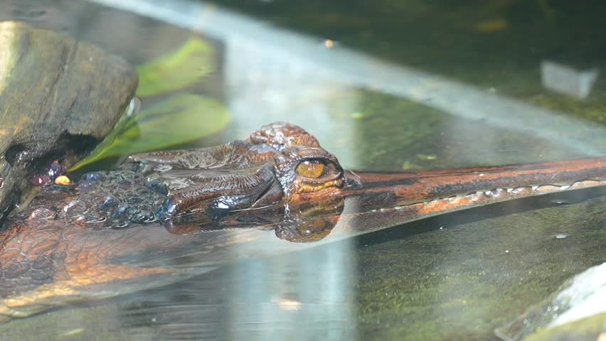 Indian Gharial (Gavialis gangeticus) Resting by Riverbank – Slow Motion 120fps 4K Footage