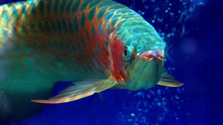 Asian Arowana (Scleropages formosus) Swimming Gracefully in Aquarium – Slow Motion 120fps 4K Footage