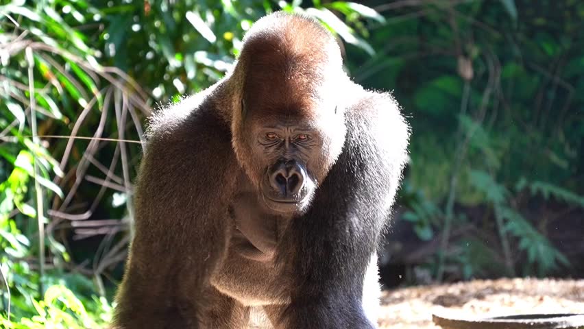 Silverback Gorilla (Gorilla gorilla) Eating Plant in Natural Habitat – Slow Motion 120fps 4K Footage