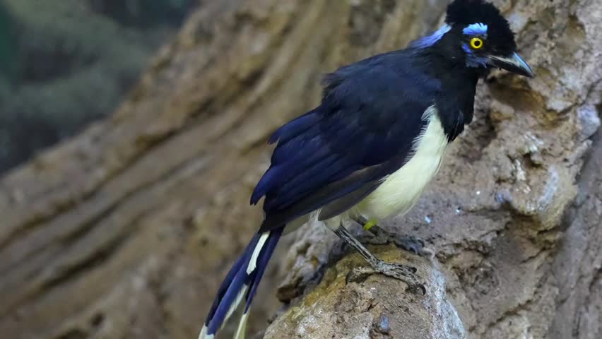 Plush-Crested Jay (Cyanocorax chrysops) Perched on Tree Branch in Forest – Slow Motion 120fps 4K Footage