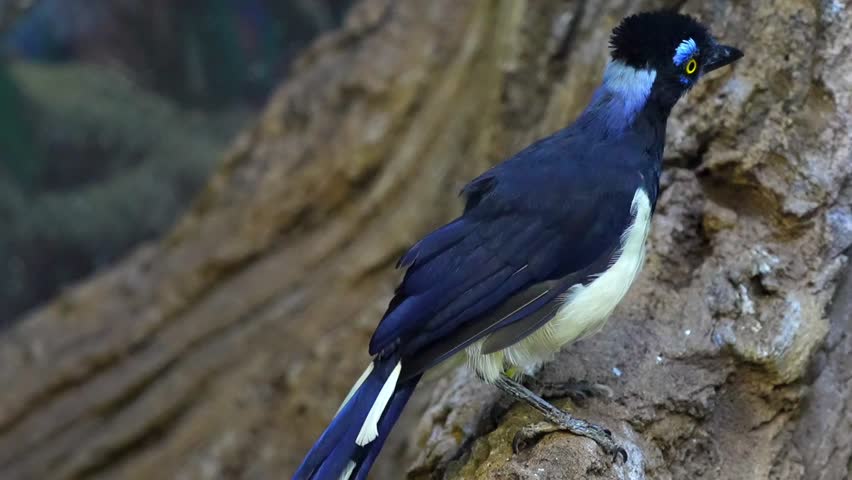 Plush-Crested Jay (Cyanocorax chrysops) Perched on Tree Branch in Forest – Slow Motion 120fps 4K Footage