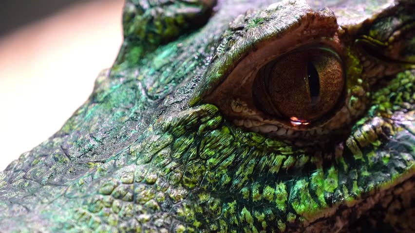 Dwarf Crocodile (Osteolaemus tetraspis) – Closeup 4K Footage