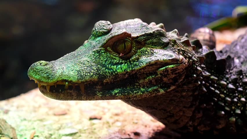 Dwarf Crocodile (Osteolaemus tetraspis) – Closeup 4K Footage