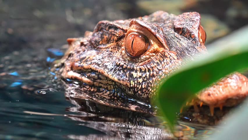 Dwarf Crocodile (Osteolaemus tetraspis) – Closeup 4K Footage