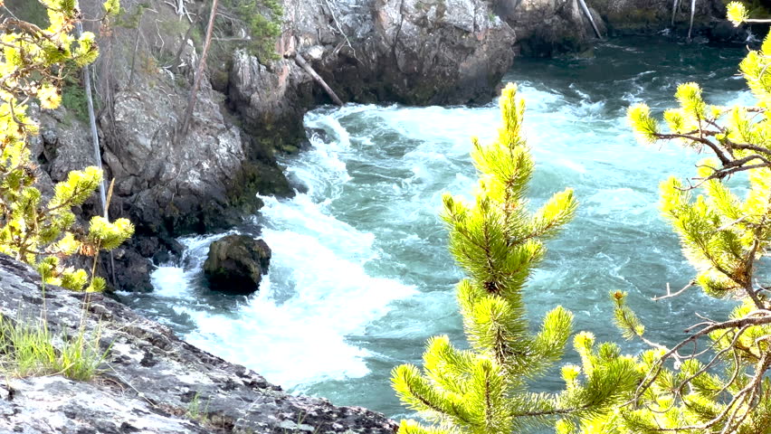 Looking through Pine Needles at Rapids in Yellowstone River Along the South Rim Trail