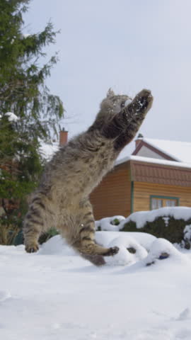 SLOW MOTION, LOW ANGLE: Agile brown house cat leaps into the air to catch a small snowball flying across the beautiful wintry suburban backyard. Cinematic shot of frisky tabby kitten playing in snow.