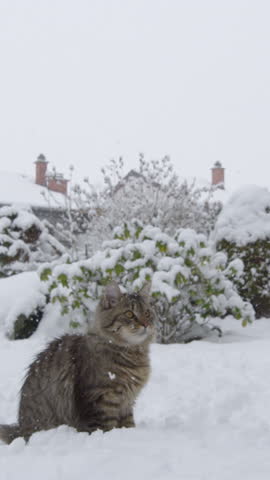 SLOW MOTION, LOW ANGLE, DOF Agile tabby cat leaps and twists to catch a snowball flying at it while playing with its owner in the backyard during a snowstorm. Frisky house cat plays in the wintry yard