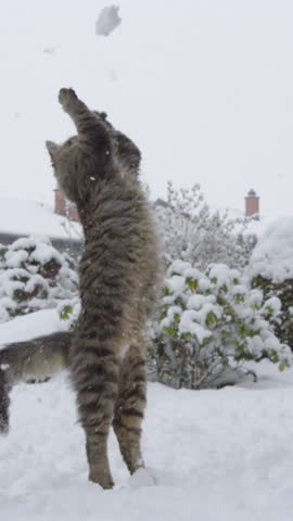 SLOW MOTION, LOW ANGLE, DOF Agile tabby cat leaps and twists to catch a snowball flying at it while playing with its owner in the backyard during a snowstorm. Frisky house cat plays in the wintry yard