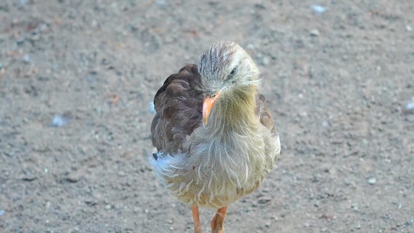 Red-Legged Seriema (Cariama cristata) Headshot – 4K Footage
