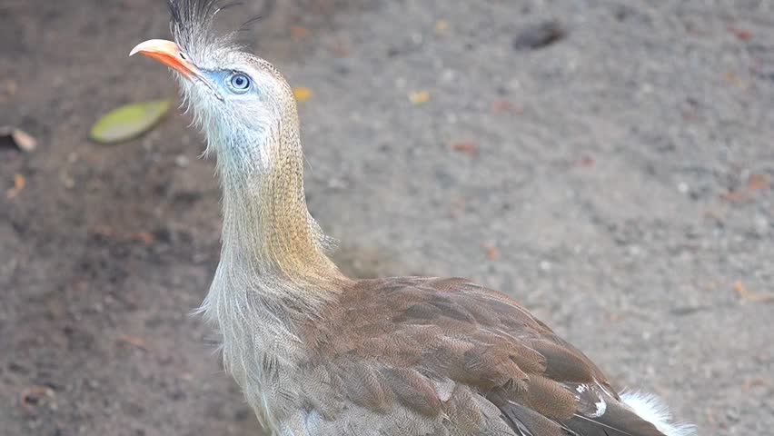Red-Legged Seriema (Cariama cristata) – Slow Motion 120fps 4K Footage