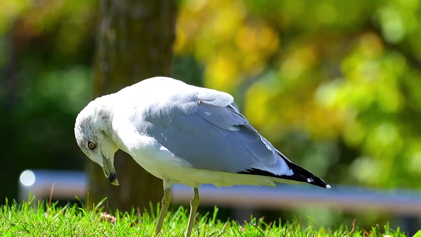 Ring-Billed Gull (Larus delawarensis) Flying Overhead – Slow Motion 120fps 4K Footage