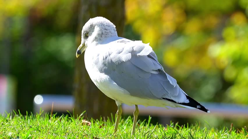 Ring-Billed Gull (Larus delawarensis) Flying Overhead – Slow Motion 120fps 4K Footage