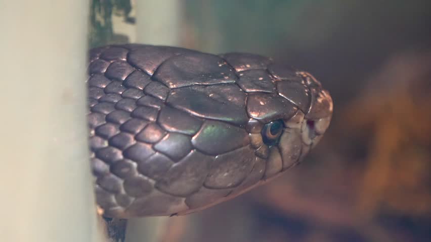 King Cobra (Ophiophagus hannah) in Wild Habitat – Slow Motion 120fps 4K Footage

