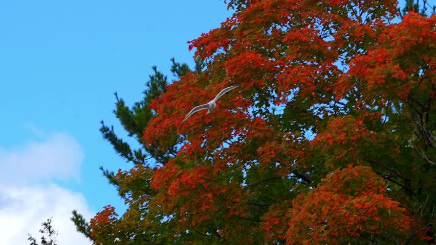 Ring-Billed Gull (Larus delawarensis) Flying Overhead – Slow Motion 120fps 4K Footage