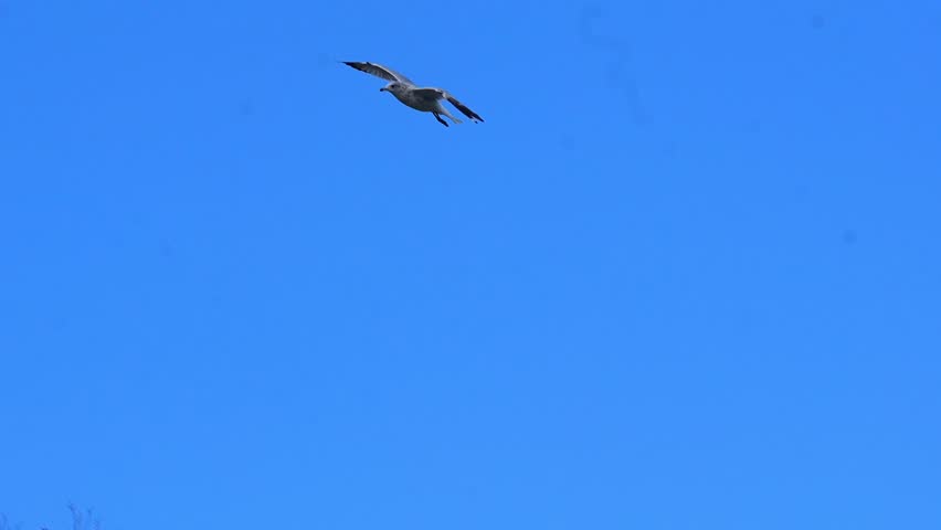 Ring-Billed Gull (Larus delawarensis) Flying Overhead – Slow Motion 120fps 4K Footage