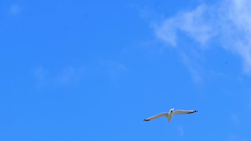 Ring-Billed Gull (Larus delawarensis) Flying Overhead – Slow Motion 120fps 4K Footage