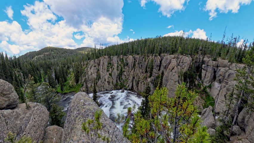 Pine Trees Sway in Breeze in front of canyon in Yellowstone