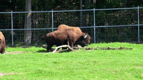 American Bison (Bison bison) Grazing in Wild Plains – Slow Motion 120fps 4K Footage - Powered by Shutterstock - Get 15% off with code: PIKWIZARD15