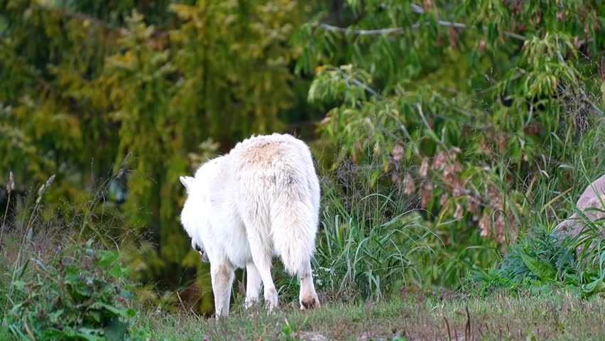 Arctic Wolf (Canis lupus arctos) in Summer Tundra Habitat – Slow Motion 120fps 4K Footage