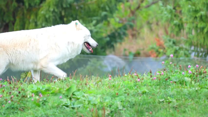 Arctic Wolf (Canis lupus arctos) in Summer Tundra Habitat – Slow Motion 120fps 4K Footage