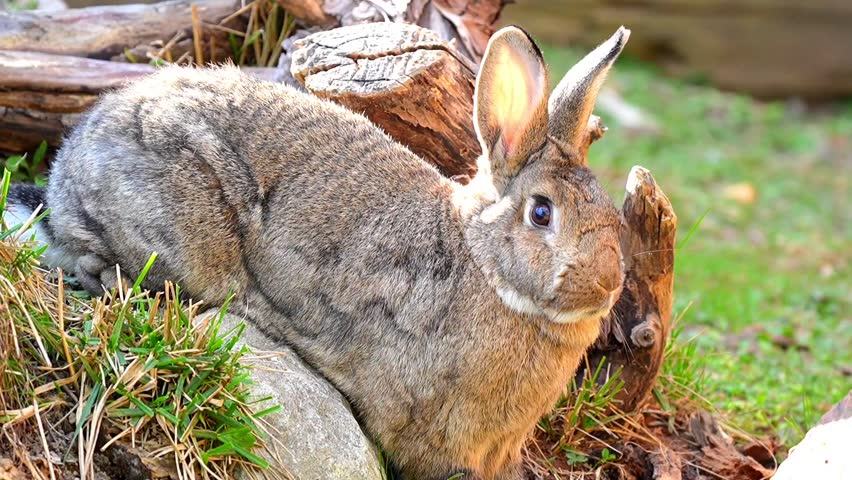 Chinese Hare (Lepus sinensis) in Natural Habitat – Wild Mammal Alert in Grassland – Slow Motion 120fps 4K Footage