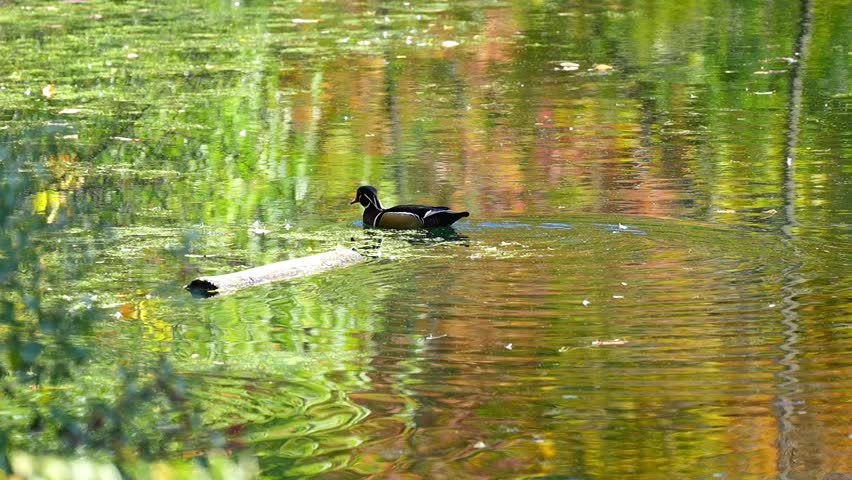 Wood Duck (Aix sponsa) Swimming Gracefully in Lake – Vibrant Waterfowl in Natural Habitat – 4K Footage
