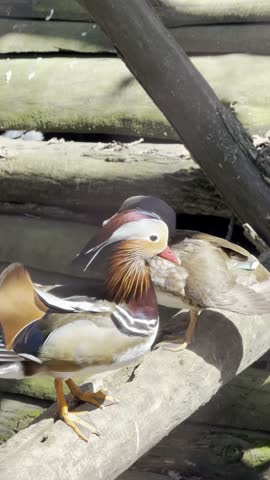Pair of mandarin ducks perched on log in confined space with soft natural light