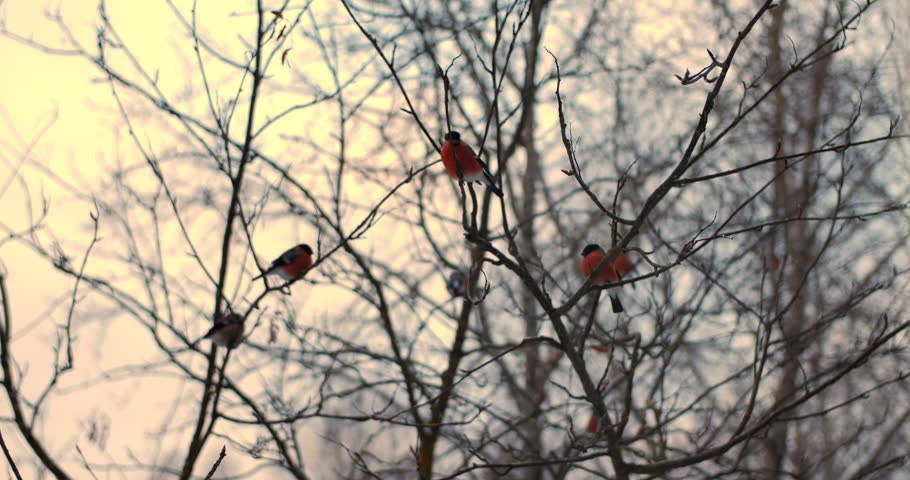 Roofs of animal farms in winter steam from ventilation and slow motion footage of birds flying by